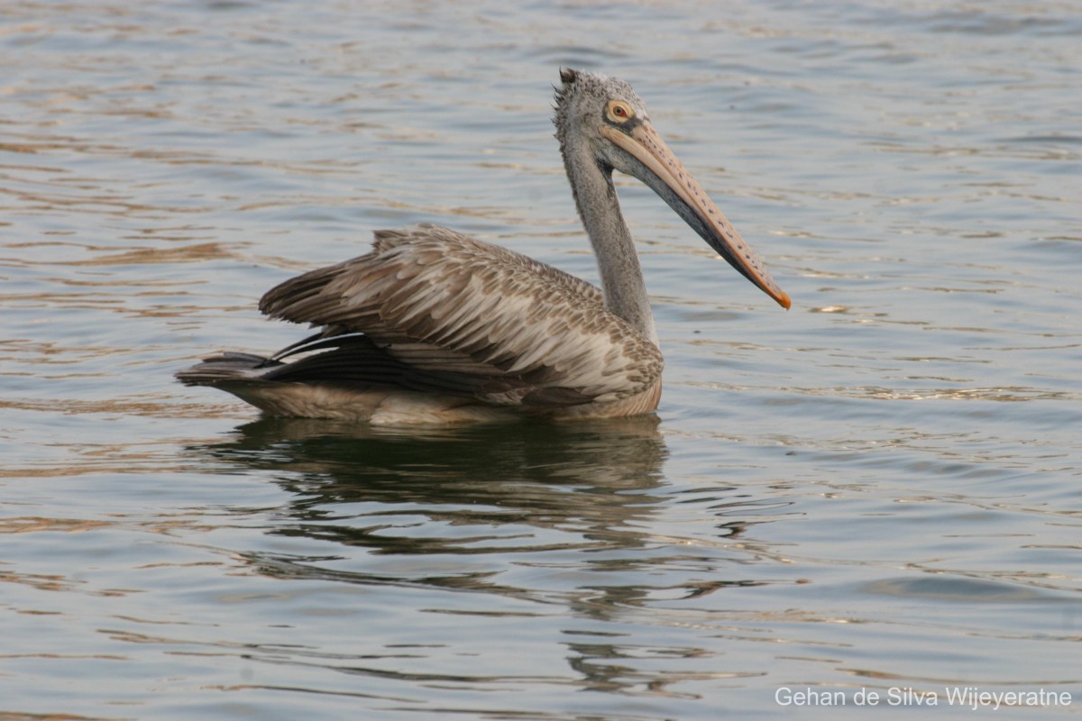 Pelecanus philippensis Gmelin, 1789